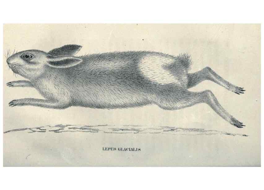Reproducción/Reproduction 47106119092: Journal of the Academy of Natural Sciences of Philadelphia.. Philadelphia :Academy of Natural Sciences of Philadelphia,1817-1918.. 