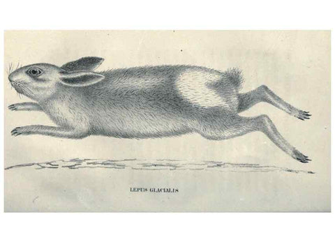 Reproducción/Reproduction 47106119092: Journal of the Academy of Natural Sciences of Philadelphia.. Philadelphia :Academy of Natural Sciences of Philadelphia,1817-1918.. 