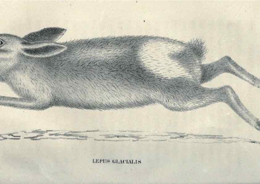Reproducción/Reproduction 47106119092: Journal of the Academy of Natural Sciences of Philadelphia.. Philadelphia :Academy of Natural Sciences of Philadelphia,1817-1918.. 
