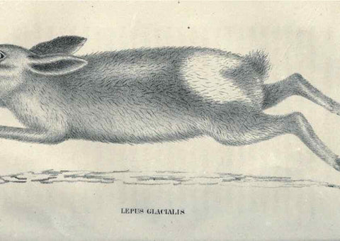 Reproducción/Reproduction 47106119092: Journal of the Academy of Natural Sciences of Philadelphia.. Philadelphia :Academy of Natural Sciences of Philadelphia,1817-1918.. 