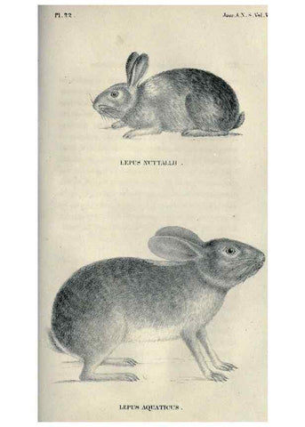 Reproducción/Reproduction 40193346493: Journal of the Academy of Natural Sciences of Philadelphia.. Philadelphia :Academy of Natural Sciences of Philadelphia,1817-1918.. 