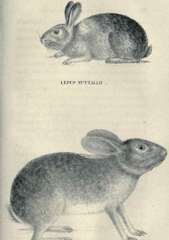 Reproducción/Reproduction 40193346493: Journal of the Academy of Natural Sciences of Philadelphia.. Philadelphia :Academy of Natural Sciences of Philadelphia,1817-1918.. 