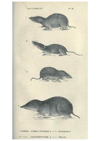 Reproducción/Reproduction 40193347303: Journal of the Academy of Natural Sciences of Philadelphia.. Philadelphia :Academy of Natural Sciences of Philadelphia,1817-1918.. 