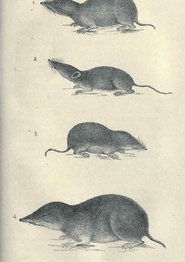 Reproducción/Reproduction 40193347303: Journal of the Academy of Natural Sciences of Philadelphia.. Philadelphia :Academy of Natural Sciences of Philadelphia,1817-1918.. 
