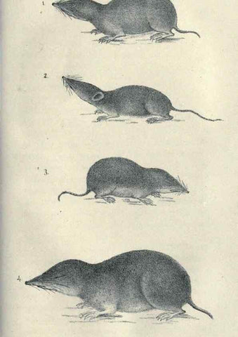 Reproducción/Reproduction 40193347303: Journal of the Academy of Natural Sciences of Philadelphia.. Philadelphia :Academy of Natural Sciences of Philadelphia,1817-1918.. 