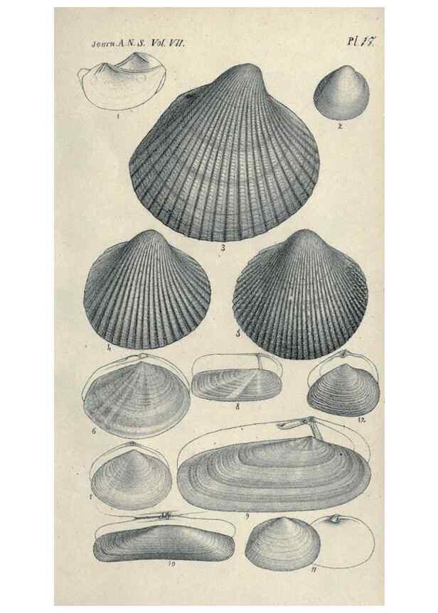 Reproducción/Reproduction 33283060888: Journal of the Academy of Natural Sciences of Philadelphia.. Philadelphia :Academy of Natural Sciences of Philadelphia,1817-1918.. 