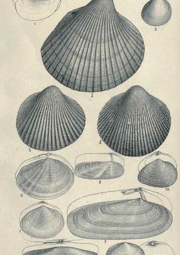 Reproducción/Reproduction 33283060888: Journal of the Academy of Natural Sciences of Philadelphia.. Philadelphia :Academy of Natural Sciences of Philadelphia,1817-1918.. 