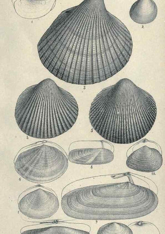 Reproducción/Reproduction 33283060888: Journal of the Academy of Natural Sciences of Philadelphia.. Philadelphia :Academy of Natural Sciences of Philadelphia,1817-1918.. 