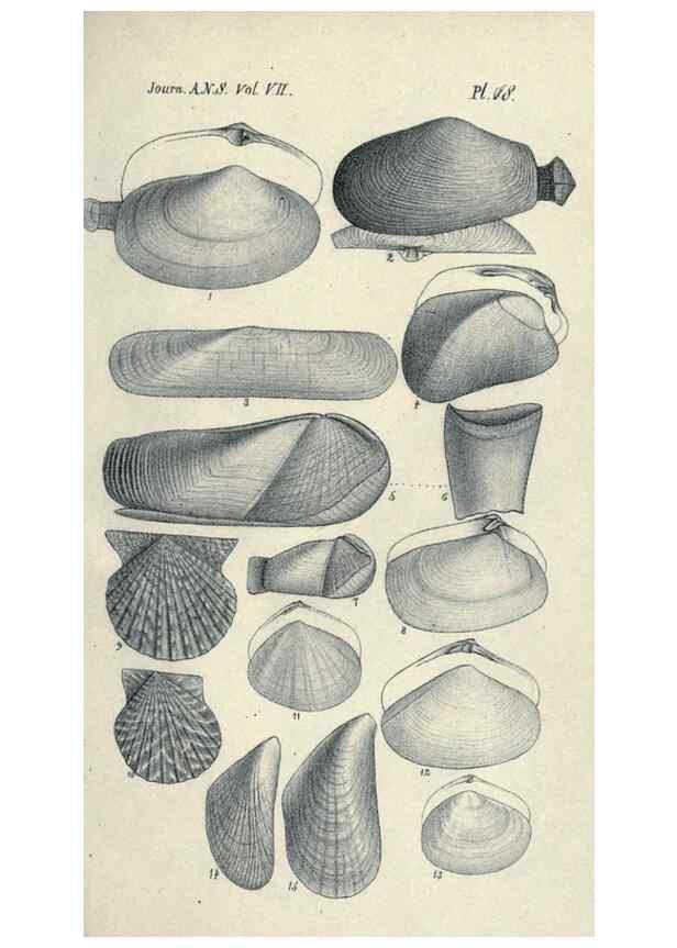 Reproducción/Reproduction 46244136245: Journal of the Academy of Natural Sciences of Philadelphia.. Philadelphia :Academy of Natural Sciences of Philadelphia,1817-1918.. 