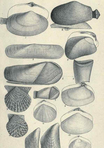 Reproducción/Reproduction 46244136245: Journal of the Academy of Natural Sciences of Philadelphia.. Philadelphia :Academy of Natural Sciences of Philadelphia,1817-1918.. 