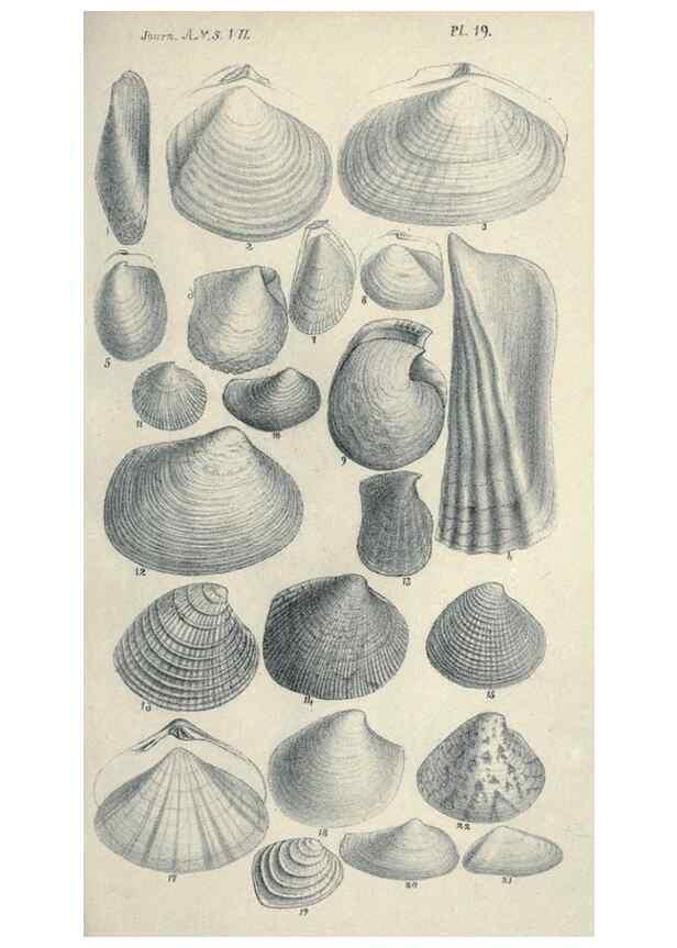 Reproducción/Reproduction 46244137065: Journal of the Academy of Natural Sciences of Philadelphia.. Philadelphia :Academy of Natural Sciences of Philadelphia,1817-1918.. 