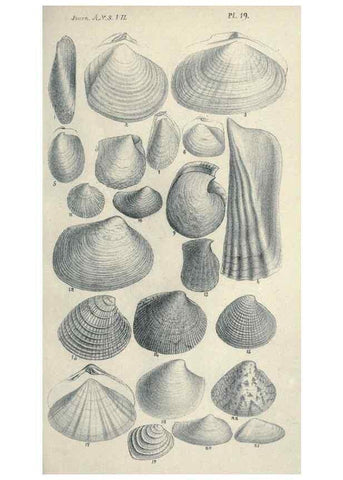 Reproducción/Reproduction 46244137065: Journal of the Academy of Natural Sciences of Philadelphia.. Philadelphia :Academy of Natural Sciences of Philadelphia,1817-1918.. 