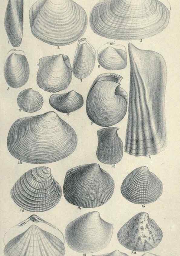 Reproducción/Reproduction 46244137065: Journal of the Academy of Natural Sciences of Philadelphia.. Philadelphia :Academy of Natural Sciences of Philadelphia,1817-1918.. 