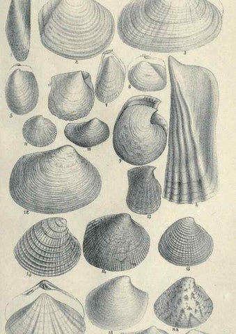 Reproducción/Reproduction 46244137065: Journal of the Academy of Natural Sciences of Philadelphia.. Philadelphia :Academy of Natural Sciences of Philadelphia,1817-1918.. 
