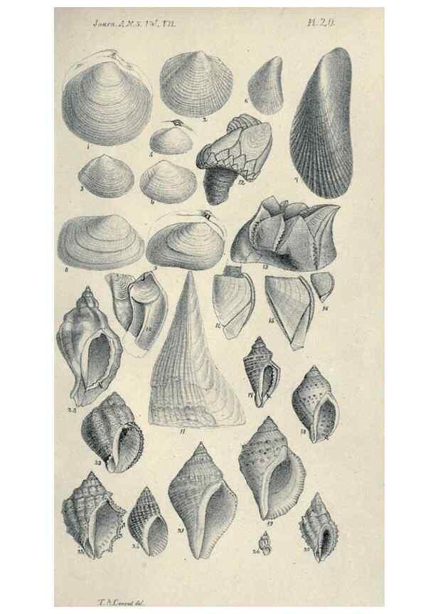Reproducción/Reproduction 46434668394: Journal of the Academy of Natural Sciences of Philadelphia.. Philadelphia :Academy of Natural Sciences of Philadelphia,1817-1918.. 