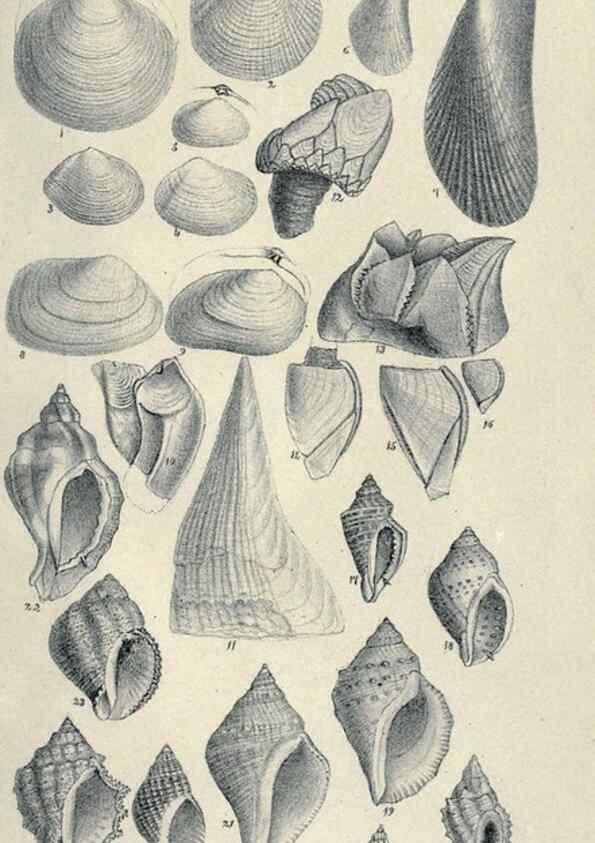 Reproducción/Reproduction 46434668394: Journal of the Academy of Natural Sciences of Philadelphia.. Philadelphia :Academy of Natural Sciences of Philadelphia,1817-1918.. 