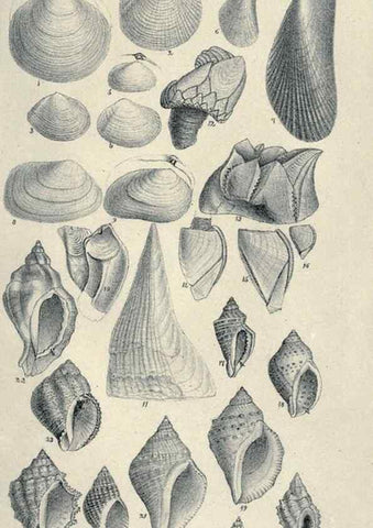 Reproducción/Reproduction 46434668394: Journal of the Academy of Natural Sciences of Philadelphia.. Philadelphia :Academy of Natural Sciences of Philadelphia,1817-1918.. 