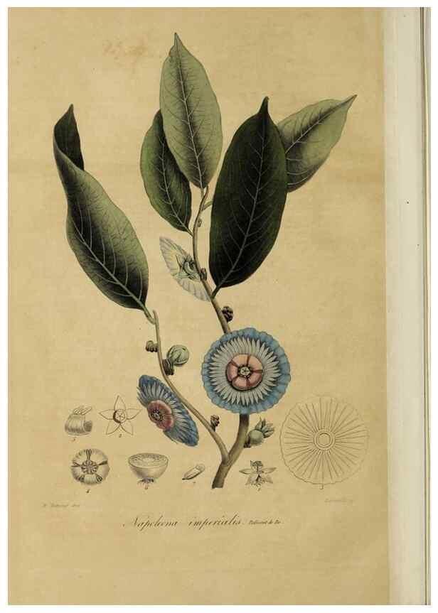 Reproducción/Reproduction 32227537347: Herbier General de l'Amateur.. Paris.. 