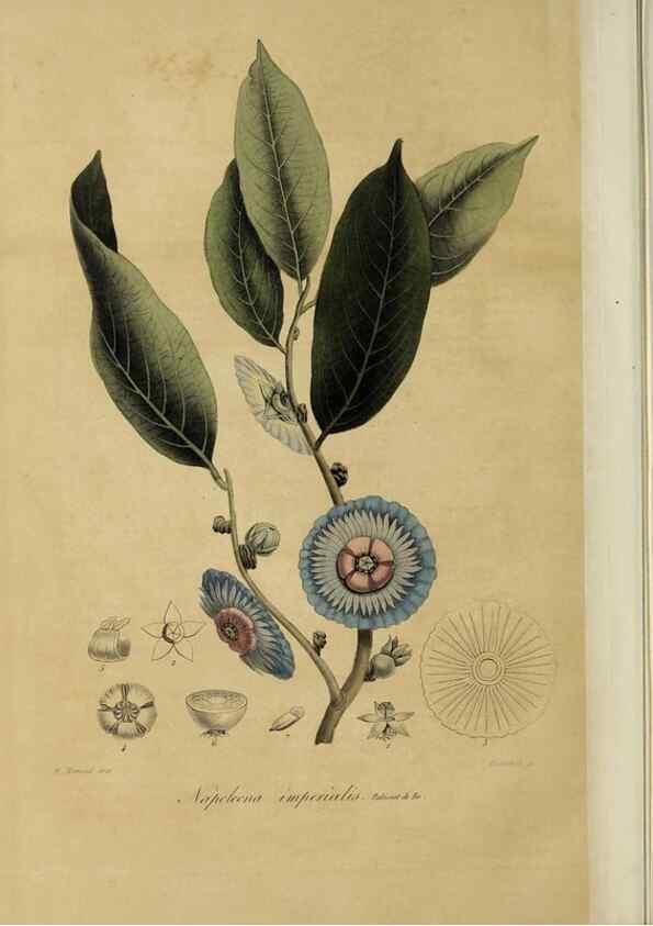 Reproducción/Reproduction 32227537347: Herbier General de l'Amateur.. Paris.. 