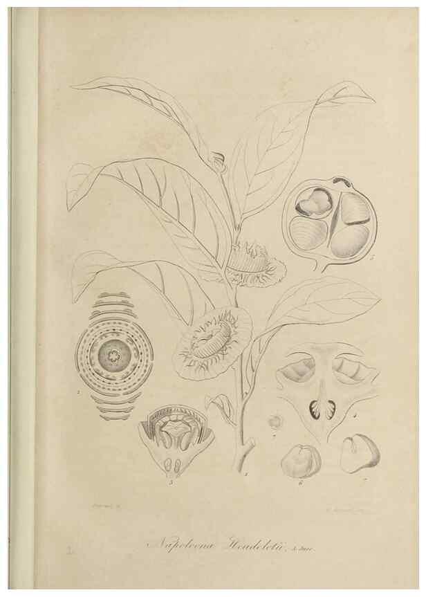 Reproducción/Reproduction 47169284611: Herbier General de l'Amateur.. Paris.. 