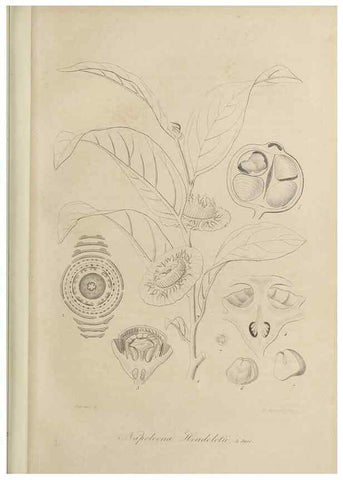 Reproducción/Reproduction 47169284611: Herbier General de l'Amateur.. Paris.. 