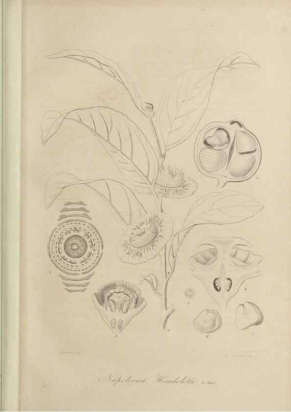Reproducción/Reproduction 47169284611: Herbier General de l'Amateur.. Paris.. 