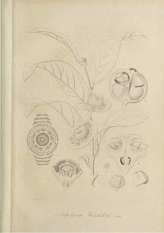 Reproducción/Reproduction 47169284611: Herbier General de l'Amateur.. Paris.. 