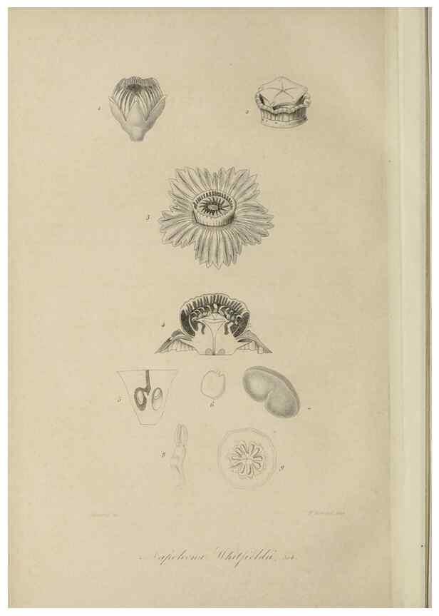 Reproducción/Reproduction 47117342812: Herbier General de l'Amateur.. Paris.. 