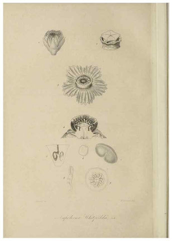 Reproducción/Reproduction 47117342812: Herbier General de l'Amateur.. Paris.. 