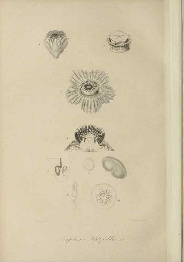 Reproducción/Reproduction 47117342812: Herbier General de l'Amateur.. Paris.. 
