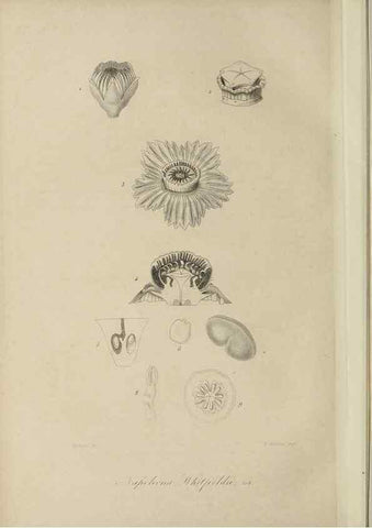 Reproducción/Reproduction 47117342812: Herbier General de l'Amateur.. Paris.. 