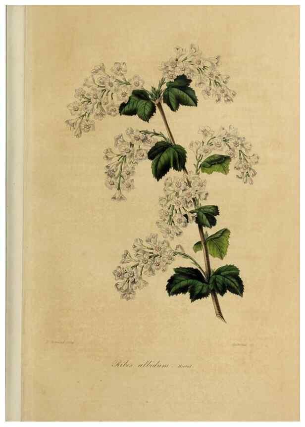 Reproducción/Reproduction 32227538537: Herbier General de l'Amateur.. Paris.. 