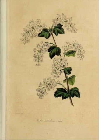 Reproducción/Reproduction 32227538537: Herbier General de l'Amateur.. Paris.. 