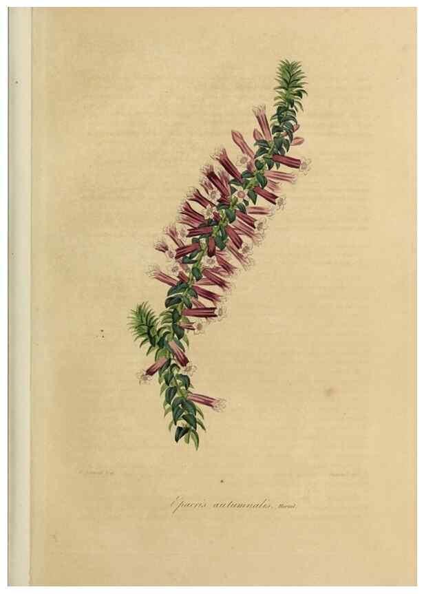 Reproducción/Reproduction 40204419073: Herbier General de l'Amateur.. Paris.. 
