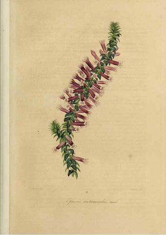 Reproducción/Reproduction 40204419073: Herbier General de l'Amateur.. Paris.. 
