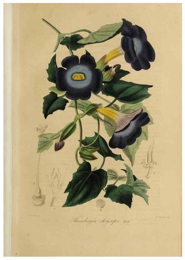 Reproducción/Reproduction 40204420103: Herbier General de l'Amateur.. Paris.. 