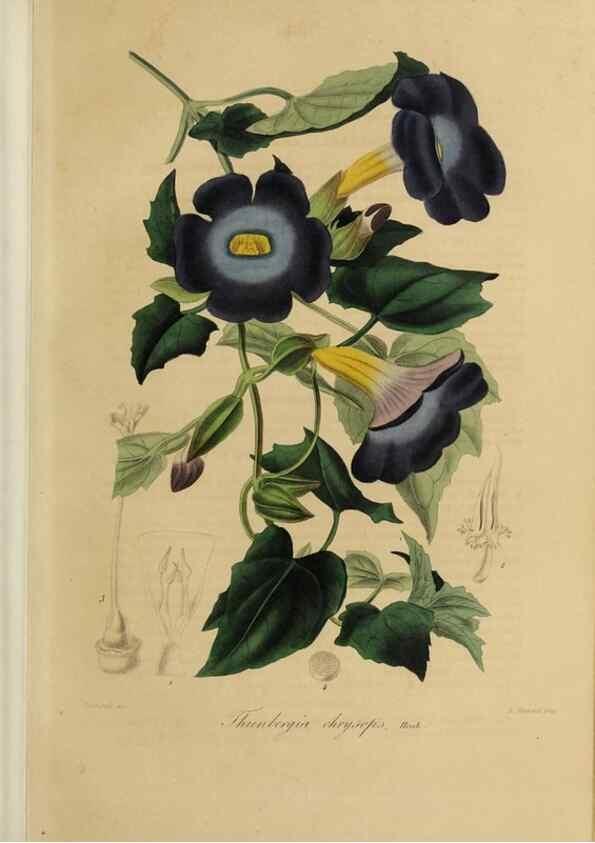 Reproducción/Reproduction 40204420103: Herbier General de l'Amateur.. Paris.. 