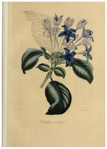 Reproducción/Reproduction 32227539927: Herbier General de l'Amateur.. Paris.. 
