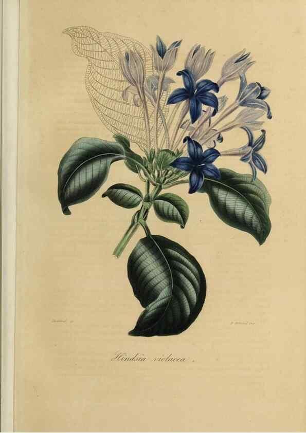 Reproducción/Reproduction 32227539927: Herbier General de l'Amateur.. Paris.. 