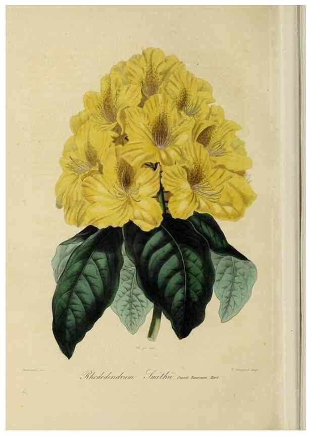 Reproducción/Reproduction 32227540317: Herbier General de l'Amateur.. Paris.. 
