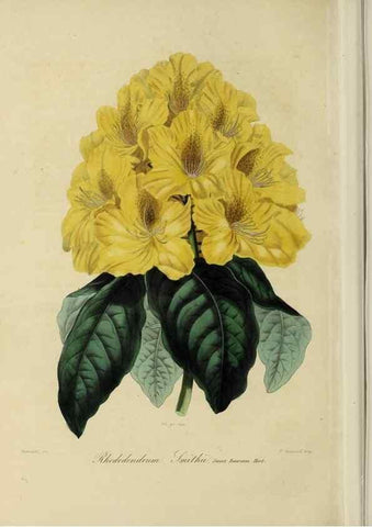 Reproducción/Reproduction 32227540317: Herbier General de l'Amateur.. Paris.. 