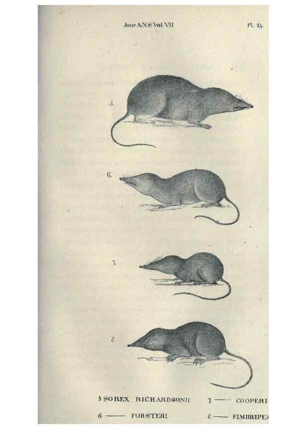 Reproducción/Reproduction 46434663204: Journal of the Academy of Natural Sciences of Philadelphia.. Philadelphia :Academy of Natural Sciences of Philadelphia,1817-1918.. 