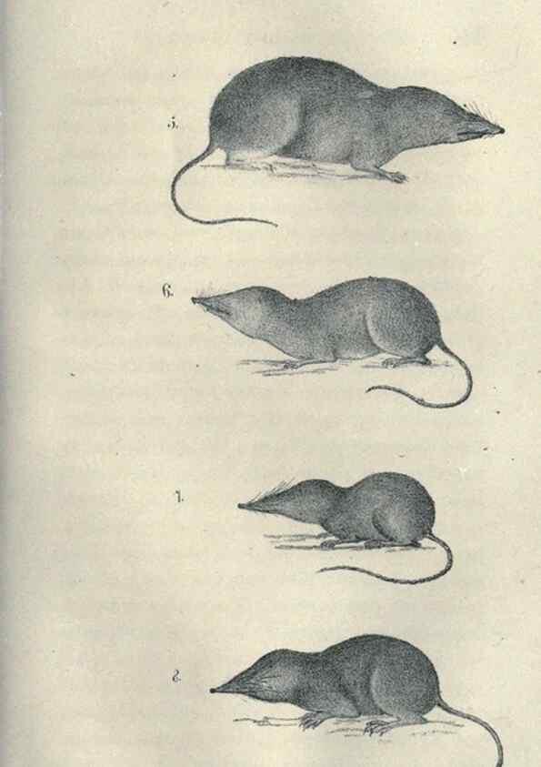 Reproducción/Reproduction 46434663204: Journal of the Academy of Natural Sciences of Philadelphia.. Philadelphia :Academy of Natural Sciences of Philadelphia,1817-1918.. 