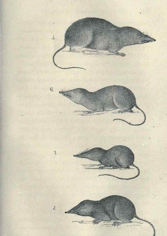 Reproducción/Reproduction 46434663204: Journal of the Academy of Natural Sciences of Philadelphia.. Philadelphia :Academy of Natural Sciences of Philadelphia,1817-1918.. 