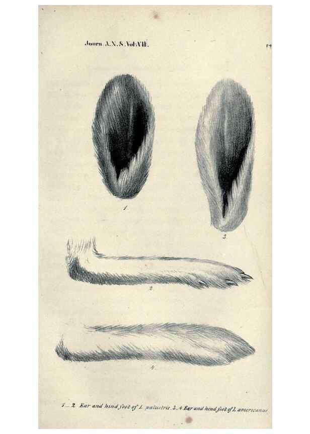Reproducción/Reproduction 46434662474: Journal of the Academy of Natural Sciences of Philadelphia.. Philadelphia :Academy of Natural Sciences of Philadelphia,1817-1918.. 