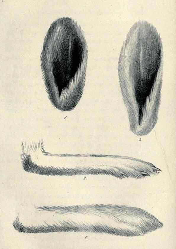 Reproducción/Reproduction 46434662474: Journal of the Academy of Natural Sciences of Philadelphia.. Philadelphia :Academy of Natural Sciences of Philadelphia,1817-1918.. 
