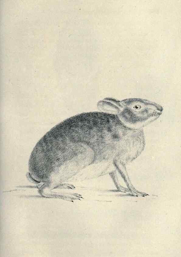 Reproducción/Reproduction 46244131225: Journal of the Academy of Natural Sciences of Philadelphia.. Philadelphia :Academy of Natural Sciences of Philadelphia,1817-1918.. 