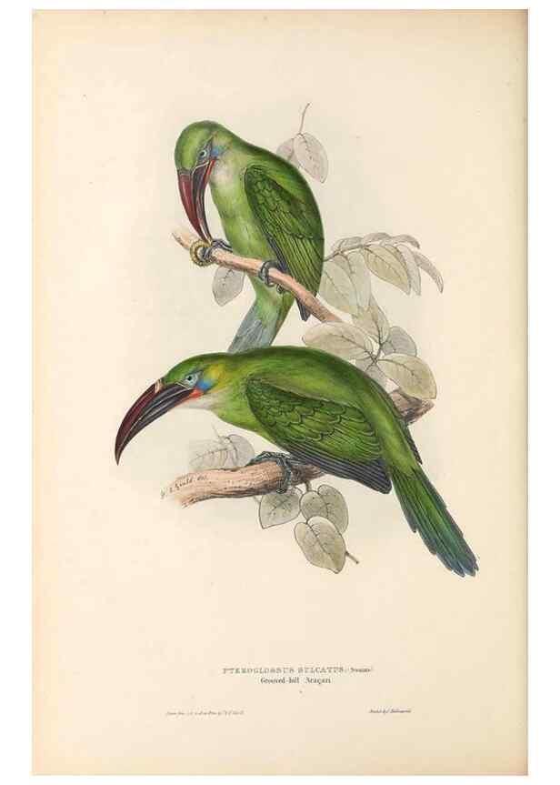 Reproducción/Reproduction 32214909227: A monograph of the Ramphastidae, or family of toucans /. London :Published by the author, 20, Broad Street, Golden Square,1834 [that is, 1833-1835].. 