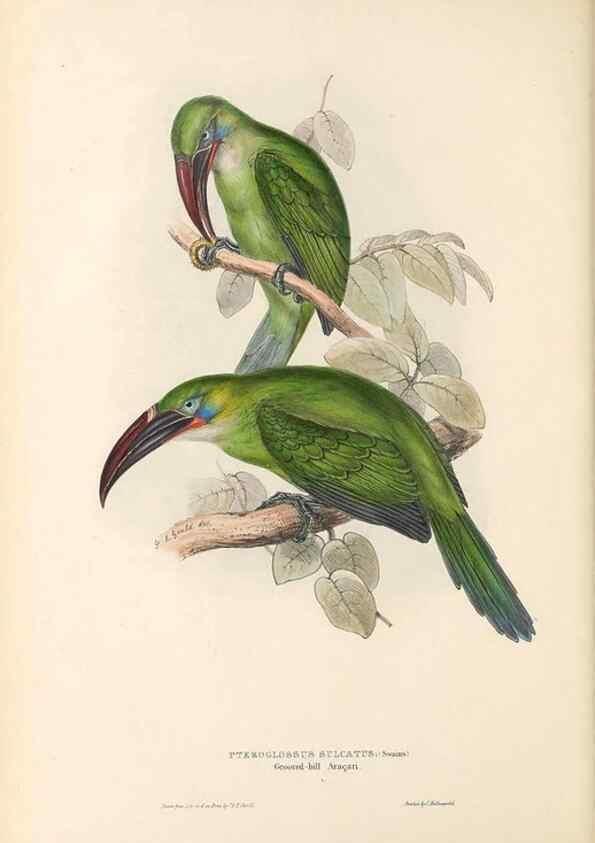 Reproducción/Reproduction 32214909227: A monograph of the Ramphastidae, or family of toucans /. London :Published by the author, 20, Broad Street, Golden Square,1834 [that is, 1833-1835].. 
