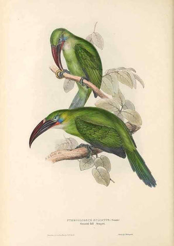 Reproducción/Reproduction 32214909227: A monograph of the Ramphastidae, or family of toucans /. London :Published by the author, 20, Broad Street, Golden Square,1834 [that is, 1833-1835].. 